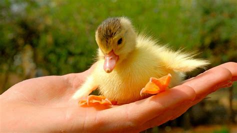 docking compilation|Cute Duckling .